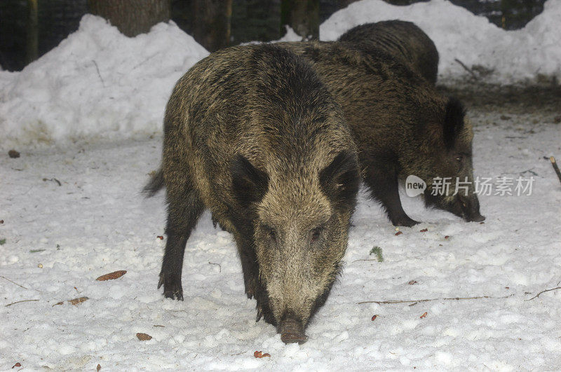 冬天的野猪(Sus scrofa)